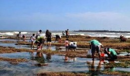 户外赶海爆料视频大全,揭秘户外赶海爆料视频大全精彩瞬间