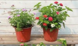 西安集市爆料视频最新2020,传统与现代交融的市井风情